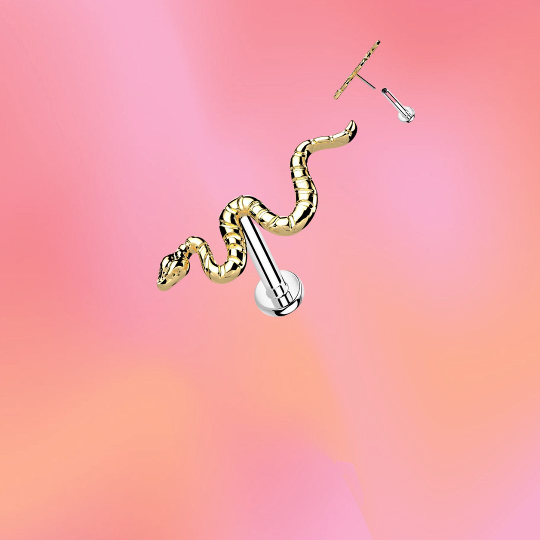 Flat Back Snake