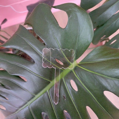 Acrylic Plant Label Stakes