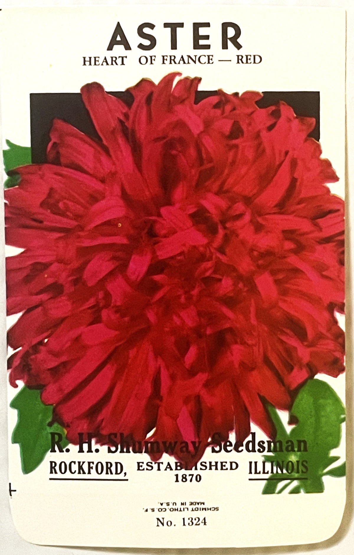 Vintage 1960s R. H. Shumway Aster Seed Packet NOS | Botanical Americana