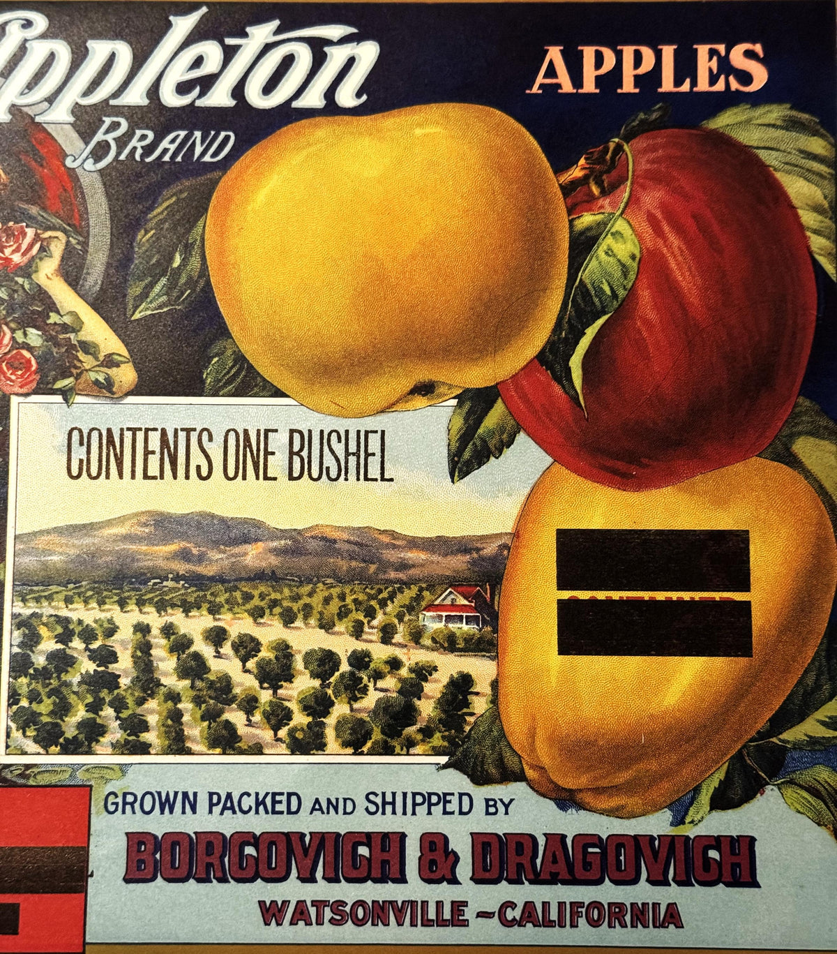 Antique 1920s Appleton Brand Apples Crate Label 🍎 — Borgovich & Dragovich, Watsonville CA — Olsen Litho S.F., Art Nouveau