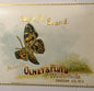 Antique 1900s Butterfly Gold Embossed Can Label ✨ Westernville, Oneida County, NY