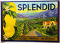 Vintage 1950s Splendid Lemons Crate Label from Ivanhoe, California