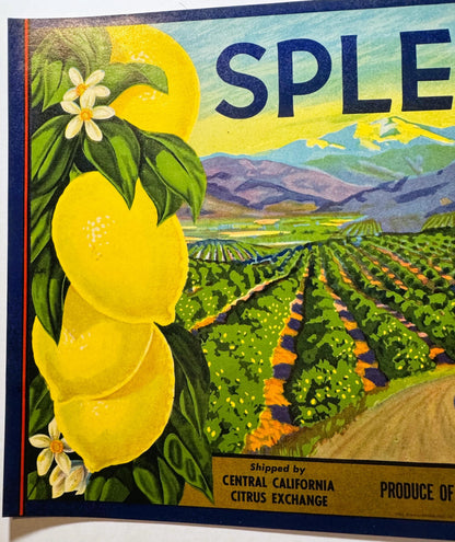 Vintage 1950s Splendid Lemons Crate Label from Ivanhoe, California